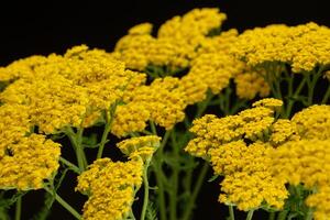 Schafgarbe Gelb Blumen Achillea philippinisch foto