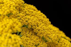 Schafgarbe Gelb Blumen Achillea philippinisch foto