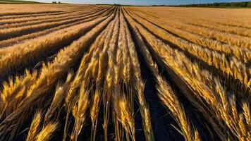 ai generiert golden Felder plätschern Weizen Felder unterhalb azurblau Himmel foto