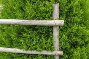 Textur Grün Blatt Hintergrund von das Cupressus torulosa das Foto ist geeignet zu verwenden zum botanisch Hintergrund, Natur Poster und Flora Bildung Inhalt Medien.