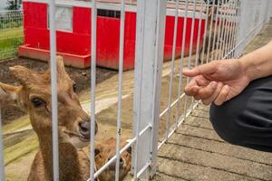 Mini Zoo Freizeit Aktivität Fütterung Hirsch Cervidae auf das Garten Park. das Foto ist geeignet zu verwenden zum Natur Tier Hintergrund, Zoo Poster und Werbung.