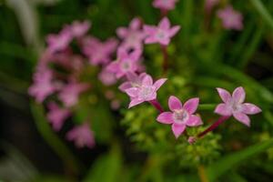 Gruppe klein Rosa Blume von Centaurium Erythraea auf das National Garten. Foto ist geeignet zu verwenden zum Natur Hintergrund, botanisch Poster und Garten Inhalt Medien.
