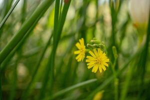 wenig Gelb Blume orientalisch falsch Habichtbart youngia japonica auf das Grün Garten. Foto ist geeignet zu verwenden zum Natur Hintergrund, botanisch Poster und Garten Inhalt Medien.