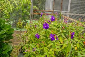 klein violett Blume granulosa tibouchina auf das Garten. Foto ist geeignet zu verwenden zum Natur Hintergrund, botanisch Poster und Garten Inhalt Medien.