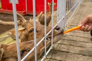 Mini Zoo Freizeit Aktivität Fütterung Hirsch Cervidae auf das Garten Park. das Foto ist geeignet zu verwenden zum Natur Tier Hintergrund, Zoo Poster und Werbung.