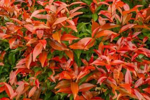 rot Blatt von rot Blume Knospen Syzygium Paniculatum auf das Grün Garten. das Foto ist geeignet zu verwenden zum botanisch Hintergrund, Natur Poster und Flora Bildung Inhalt Medien.