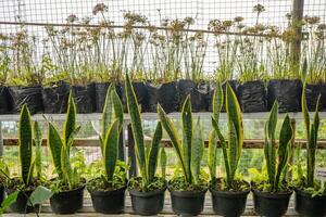 Gestell Blume von stark Blatt Sansevieria auf National Garten. Foto ist geeignet zu verwenden zum Natur Hintergrund, botanisch Poster und Garten Inhalt Medien.