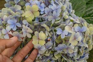 Textur und Oberfläche von klein Blume bokor Hortensie auf das Grün Garten. das Foto ist geeignet zu verwenden zum botanisch Hintergrund, Hintergrund Poster und Flora Bildung Inhalt Medien.