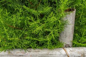 Textur Grün Blatt Hintergrund von das Cupressus torulosa das Foto ist geeignet zu verwenden zum botanisch Hintergrund, Natur Poster und Flora Bildung Inhalt Medien.