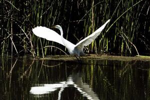 Weiß Reiher ein Kante von Teich Flügel Verbreitung zum Flug foto