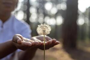 Hand ist sanft halten Samen Kopf von Löwenzahn Blume Pflanze im das Wald mit verschwommen Hintergrund mit Kopieren Raum foto