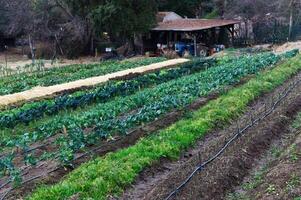 klein Bauernhof Reihen von Gemüse und Schuppen mit Traktor foto