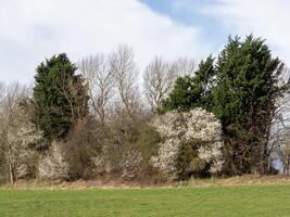 Gehölz von Bäume im ein Feld mit blühen Schwarzdorn foto