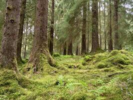 moosig Wald Fußboden im das Argyll Wald Park, Schottland foto