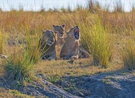 ein Gruppe von Löwen ruhen im das veldt foto