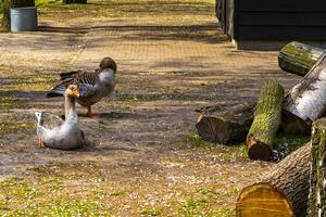 grau Gänse im das Zoo im liss Niederlande. foto