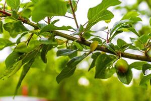 unreif Kirsche Obst wachsend auf das Kirsche Baum Ast Deutschland. foto