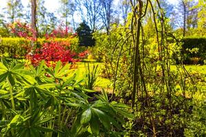 frisch Grün Lupine Pflanze im Garten Morgen Tau Tropfen Deutschland. foto