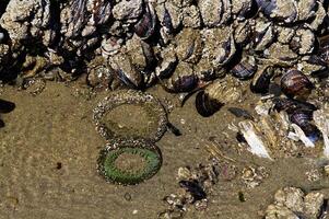 Marine Leben im Tide Schwimmbad links fast trocken beim niedrig Tide foto