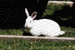 Weiß Hase auf Grün Gras im Hähnchen Draht Käfig foto