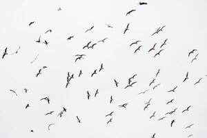 Herde von Möwen im Flug Füllung Rahmen foto