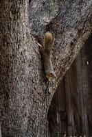 grau Eichhörnchen Kopf Nieder auf Eiche Baum Kofferraum foto