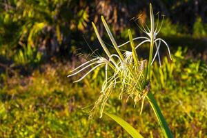 Hymenocallis Karibik Karibik Spinne Lilie einzigartig Weiß Blume Mexiko. foto