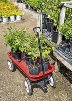 Kirsche und Traube Ranke Pflanzen auf ein Einkaufen Wagen beim Kindergarten, Gartenarbeit Konzept foto