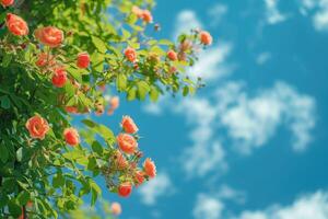 ai generiert schön Frühling Grenze, Blühen Rose Busch auf ein Blau Hintergrund. blühen Rose Hüften gegen das Blau Himmel. generativ ai foto