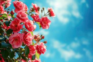 ai generiert schön Frühling Grenze, Blühen Rose Busch auf ein Blau Hintergrund. blühen Rose Hüften gegen das Blau Himmel. generativ ai foto