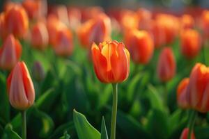 ai generiert Orange Tulpe, Stehen im das Center von ein groß Gruppe von Tulpen im Vorderseite von ein Grün Feld, im das Stil von romantisch Sanft Fokus und ätherisch Licht. selektiv Fokus. generativ ai foto