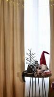 schottisch Gerade ohrig Katze mit Brille und rot Dekorationen auf glücklich Neu Jahr, feiern Urlaub fröhlich Weihnachten. Haustier Sitzung auf das Tabelle beim Zuhause foto
