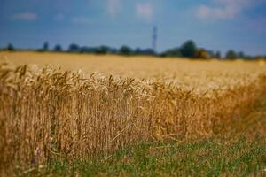 Landschaften von Gelb Weizen Mehl. Landwirtschaft Gold Weizen Feld Industrie. foto