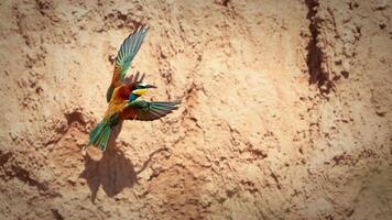 Vogel Fotografie, Vogel Bild, die meisten schön Vogel Fotografie, Natur Fotografie foto