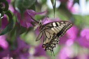 Monarch, schön Schmetterling Fotografie, schön Schmetterling auf Blume, Makro Fotografie, schön Natur foto