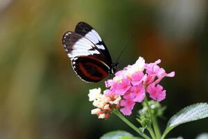 Monarch, schön Schmetterling Fotografie, schön Schmetterling auf Blume, Makro Fotografie, schön Natur foto