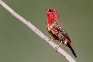 Vogel Fotografie, Vogel Bild, die meisten schön Vogel Fotografie, Natur Fotografie foto