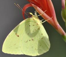 Monarch, schön Schmetterling Fotografie, schön Schmetterling auf Blume, Makro Fotografie, schön Natur foto