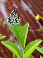 Monarch, schön Schmetterling Fotografie, schön Schmetterling auf Blume, Makro Fotografie, schön Natur foto