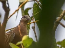 Vogel Fotografie, Vogel Bild, die meisten schön Vogel Fotografie, Natur Fotografie foto