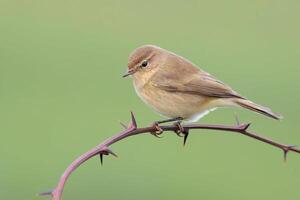 Vogel Fotografie, Vogel Bild, die meisten schön Vogel Fotografie, Natur Fotografie foto