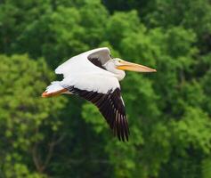 Vogel Fotografie, Vogel Bild, die meisten schön Vogel Fotografie, Natur Fotografie foto