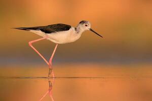 Vogel Fotografie, Vogel Bild, die meisten schön Vogel Fotografie, Natur Fotografie foto