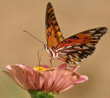 Monarch, schön Schmetterling Fotografie, schön Schmetterling auf Blume, Makro Fotografie, schön Natur foto