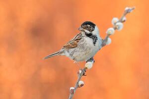 Vogel Fotografie, Vogel Bild, die meisten schön Vogel Fotografie, Natur Fotografie foto