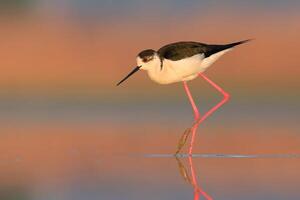 Vogel Fotografie, Vogel Bild, die meisten schön Vogel Fotografie, Natur Fotografie foto