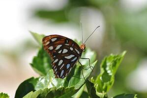 Monarch, schön Schmetterling Fotografie, schön Schmetterling auf Blume, Makro Fotografie, schön Natur foto