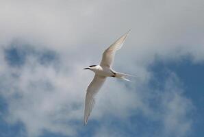 Vogel Fotografie, Vogel Bild, die meisten schön Vogel Fotografie, Natur Fotografie foto