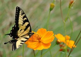 Monarch, schön Schmetterling Fotografie, schön Schmetterling auf Blume, Makro Fotografie, schön Natur foto