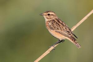 Vogel Fotografie, Vogel Bild, die meisten schön Vogel Fotografie, Natur Fotografie foto